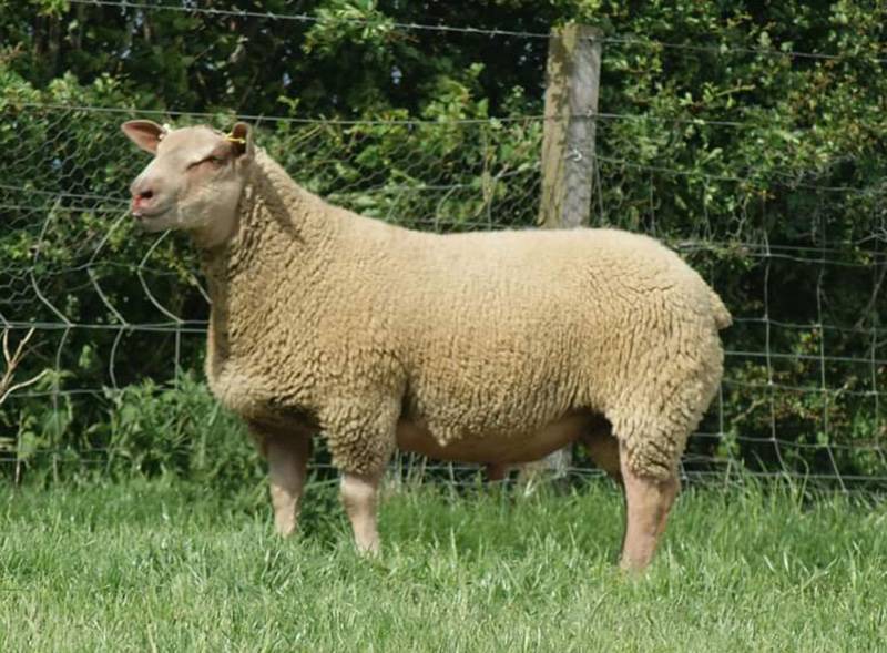 One of the 2020 ram lamb crop