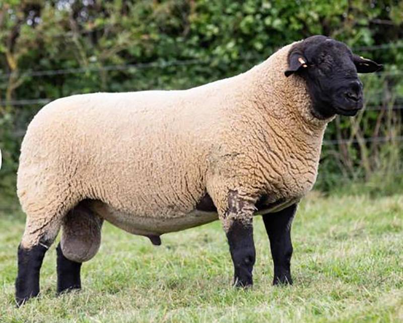 Logie Durno Sonny Bill, sire of rams for sale. Exported to Germany in 2019