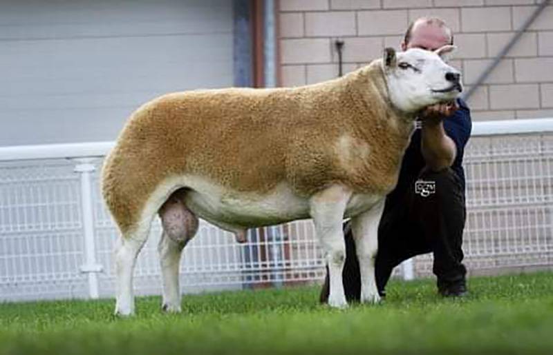 Logie Durno Braveheart, sold 2019 for 6000gns champion NSA Builth also sire of many of our shearling rams for 2020