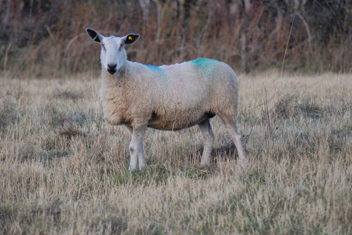 Pictured as a 6 crop ewe after rearing a pair of good lambs again this year