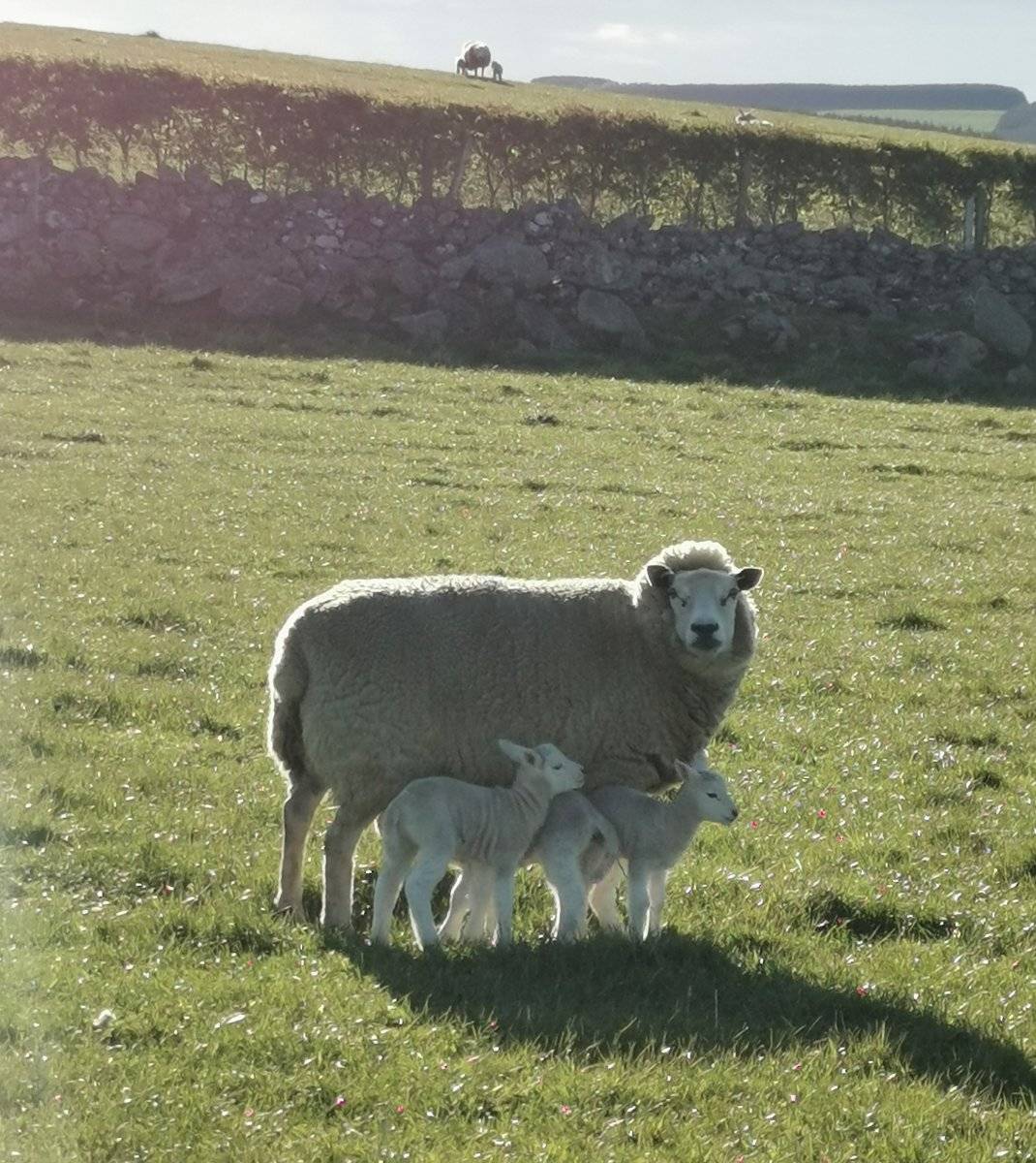 Logie ewe with her 3 lambs