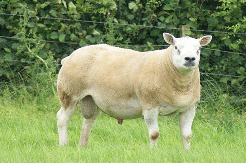 Granite Untouchable photographed at Logie Durno Sheep