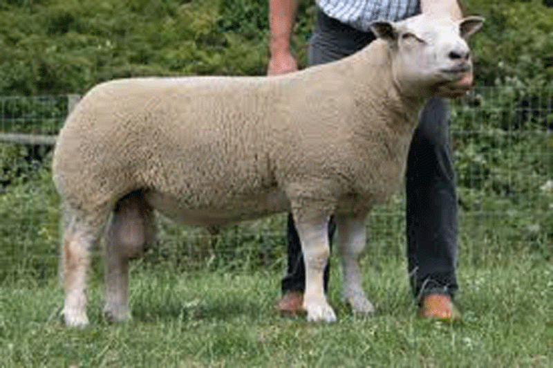 ZNN 9029 son, sold for 2,600gns