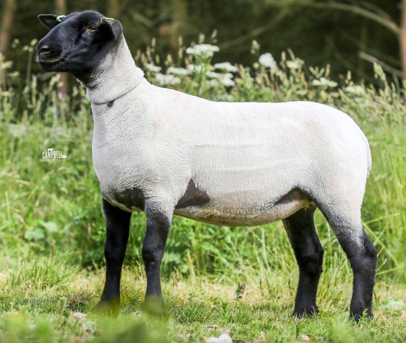 Top priced gimmer