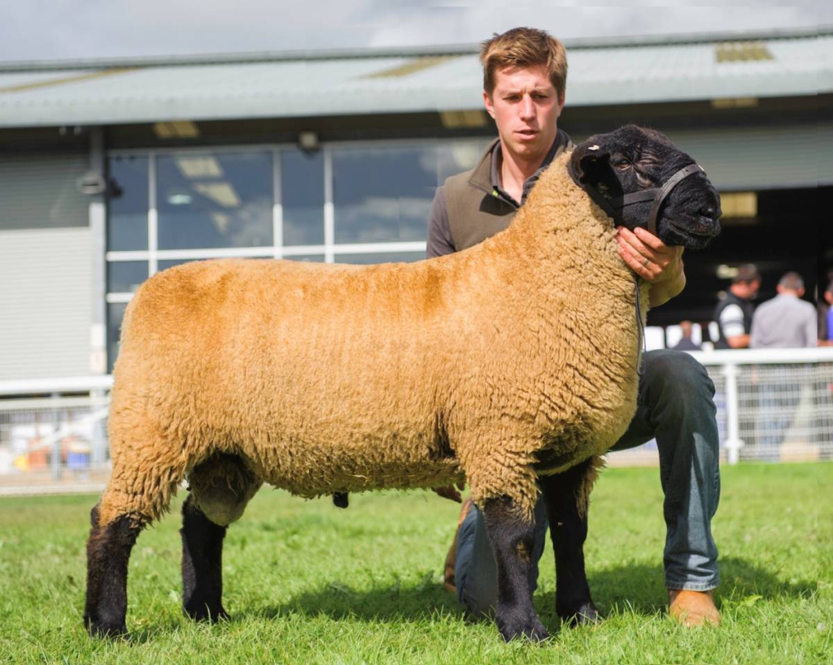 Fly half the day that we purchased him as a lamb