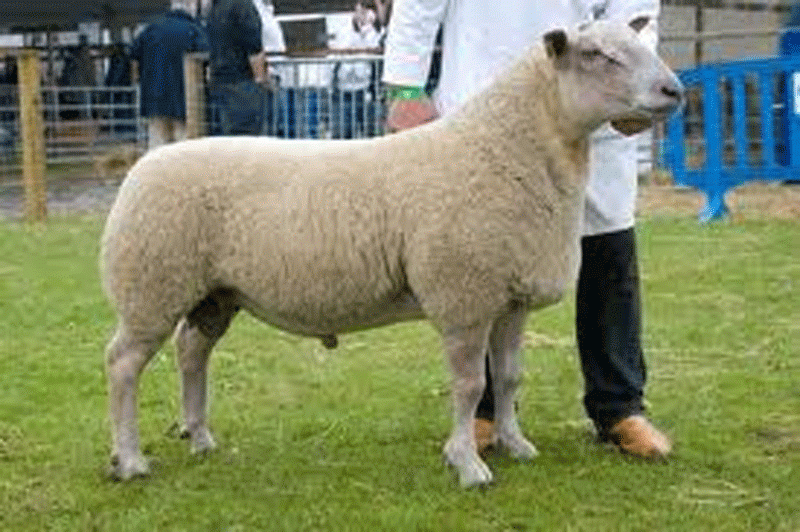ZNN 4300 son, Interbreed Champion at the Highland show 2009