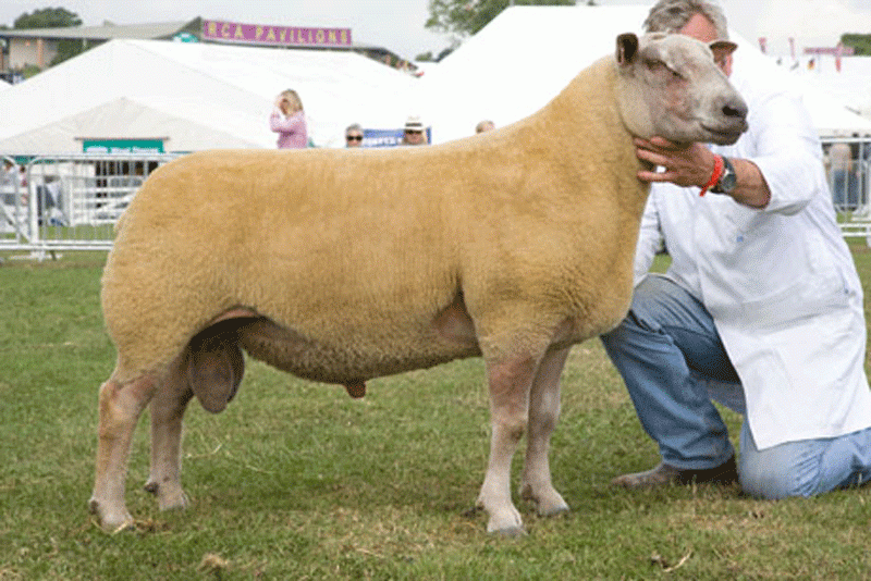 ZNN 4300 son, Interbreed Champion Great Yorkshire show 20`0