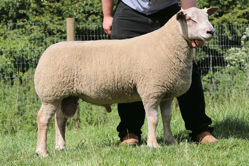ZNN 9006 son, Magnum - sold for 5,600gns