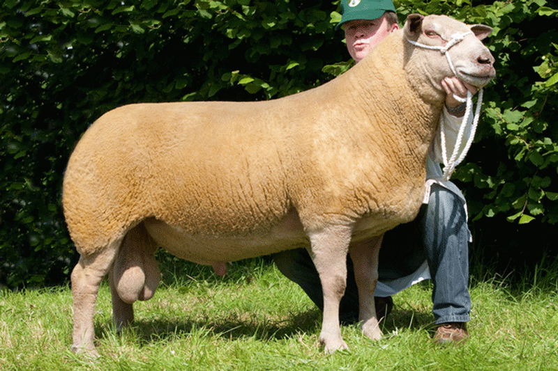 At Welsh show as aged ram