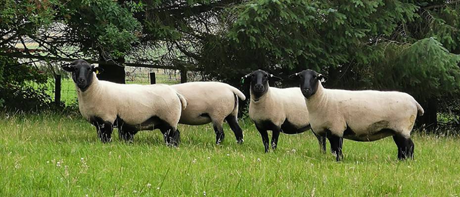 Females purchased from the Sandyknowe dispersal sale