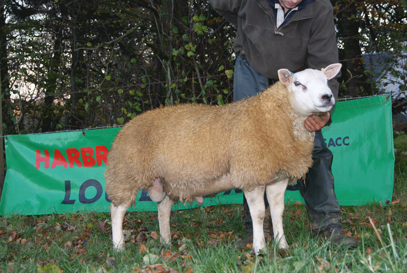 Untouchable photoghraphed as a young lamb serving Texel ewes in Novemeber at Logie Durno