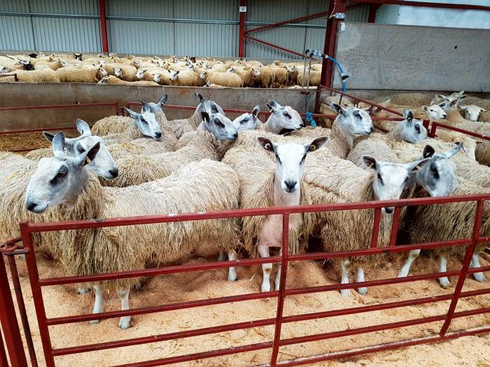 2017 Ram Shearing Finished