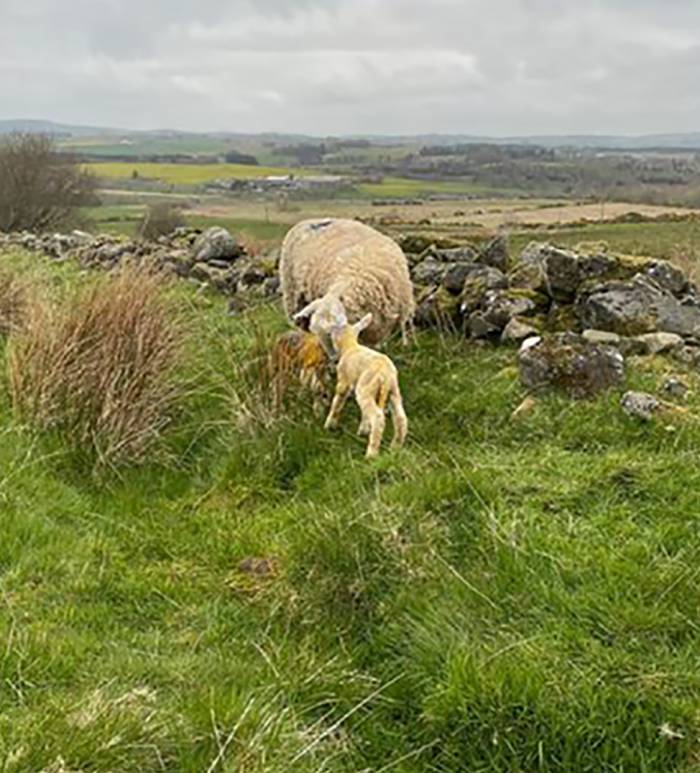 Outdoor Lambing is Go!
