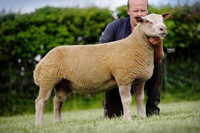 Charollais Premier Sale at Worcester