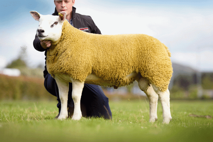 LDS pay 19,000gns for top Texel genetics