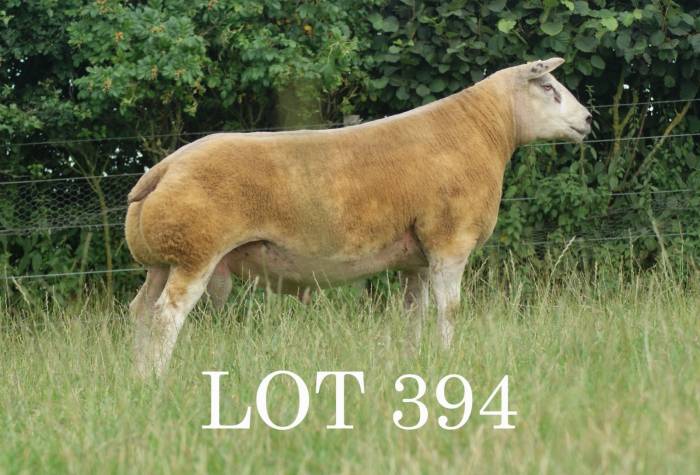 Cross Tups to 2,000gns at Bentham Rampage