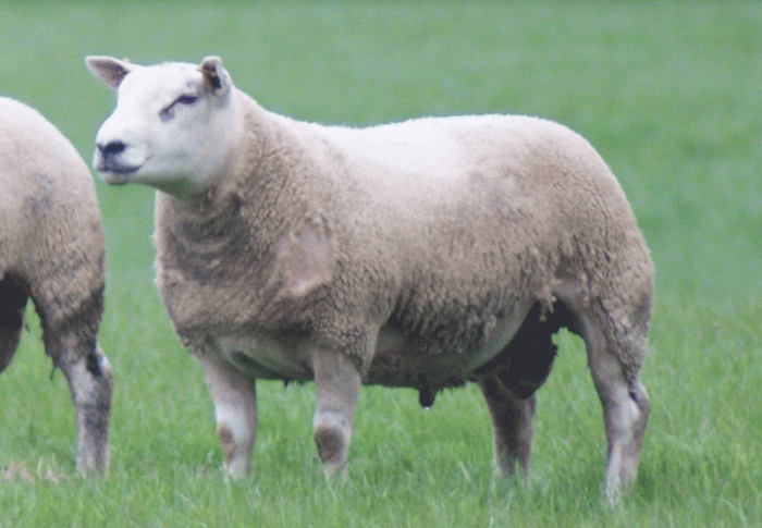 New Durno Beltex stock ram retained for breeding