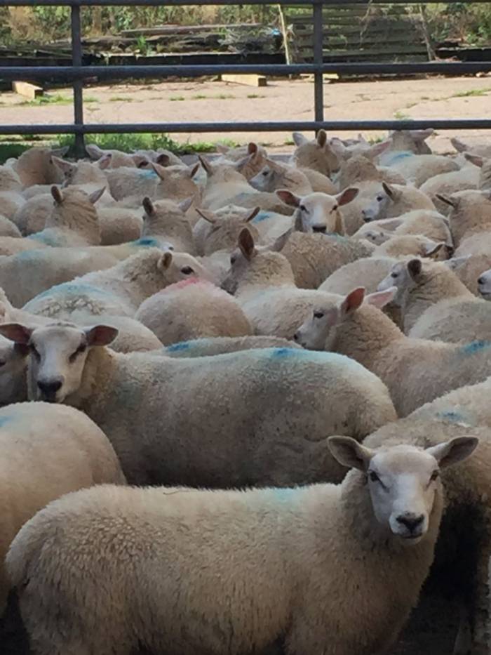 NEW Females available on Farm to Farm