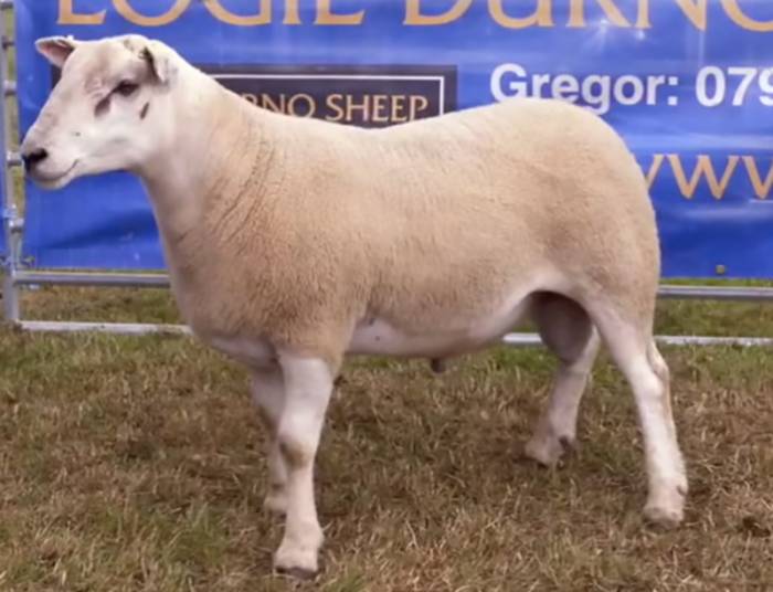 21st Annual On-farm ram sale catalogue now available online