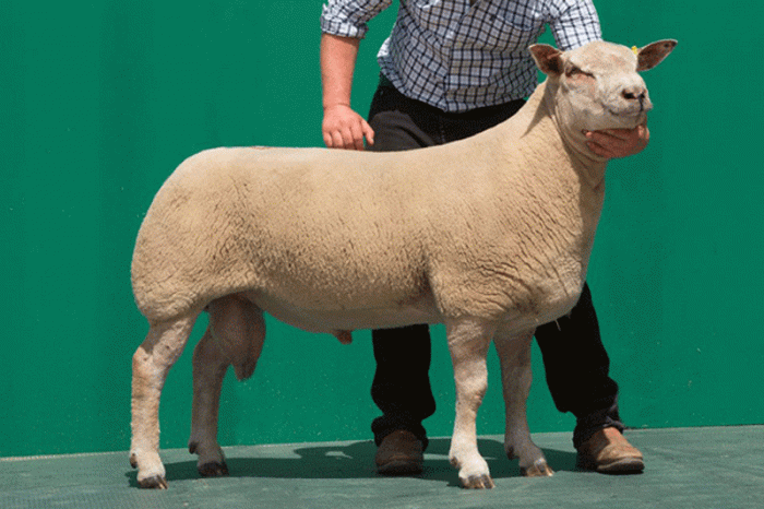 Logie Durno Sheep leads at British Premier Charollais Sale