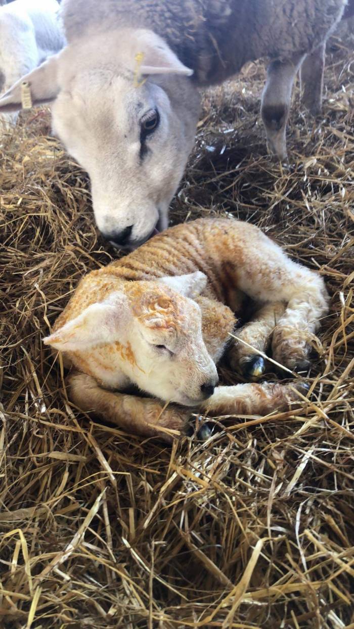 Update from Ryan Thomas on his Texel Shearling Ewes