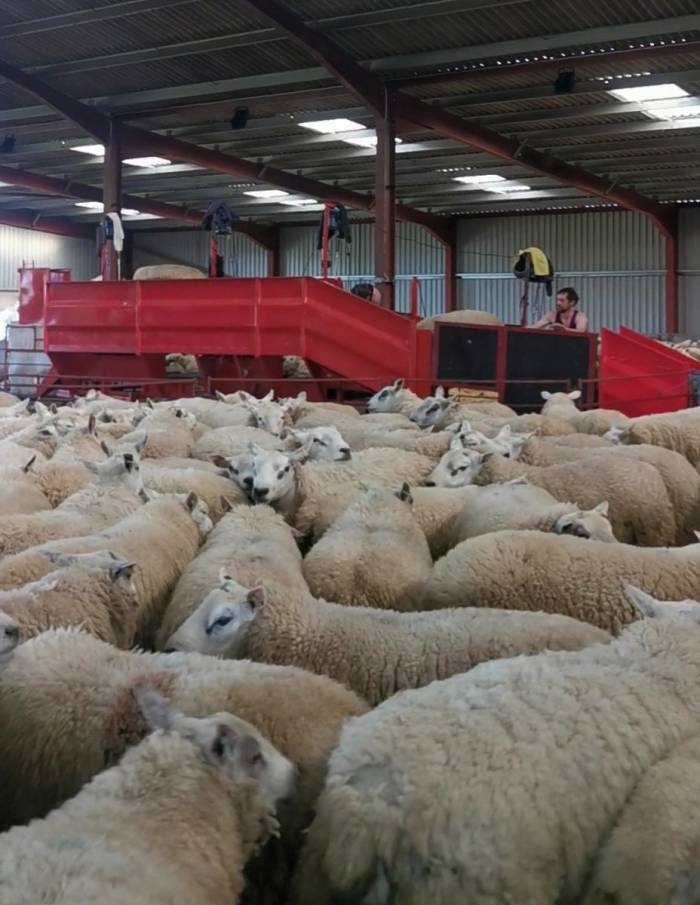 Shearing has begun