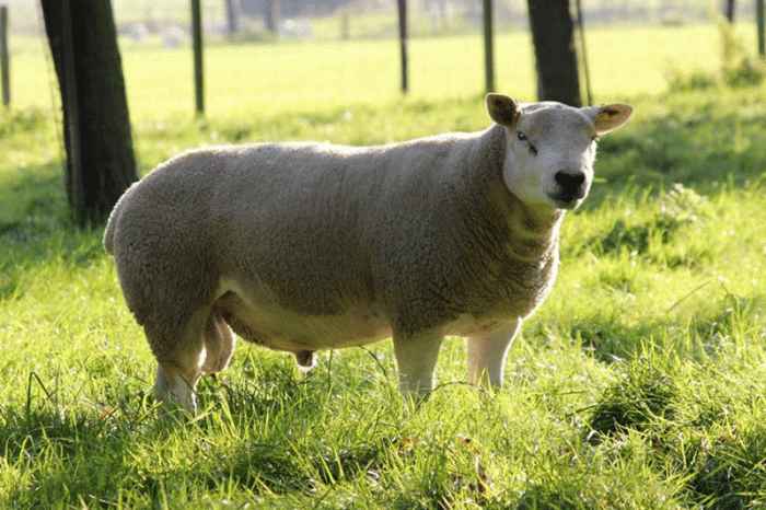 Texel From On-Farm Sale Arrives in Holland