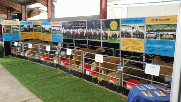 News from Welsh Sheep 2015