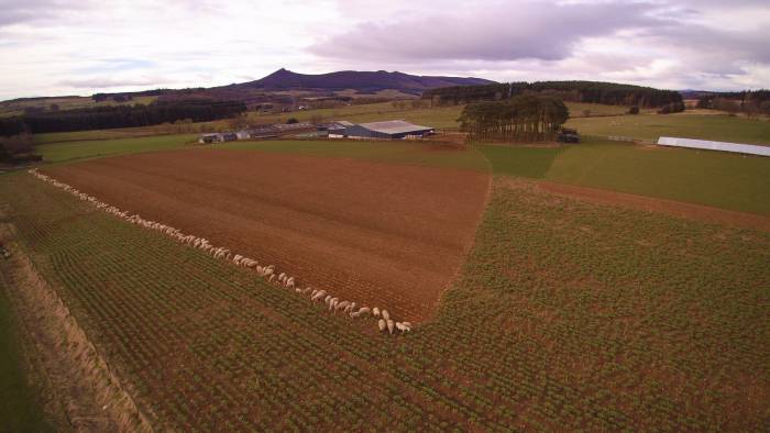 NEW Video showing how we breed our rams