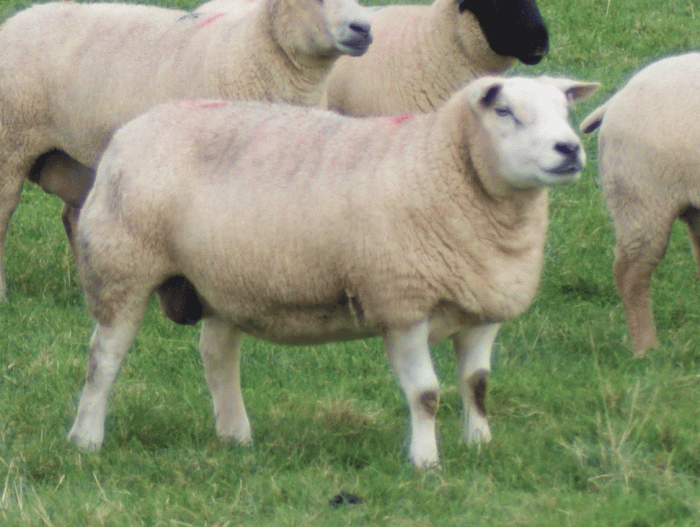 IGB 5729 (pictured as an 8 year old ewe)