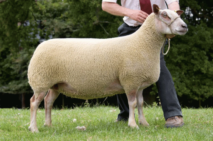 Dalby Jezzabelle PE 9036