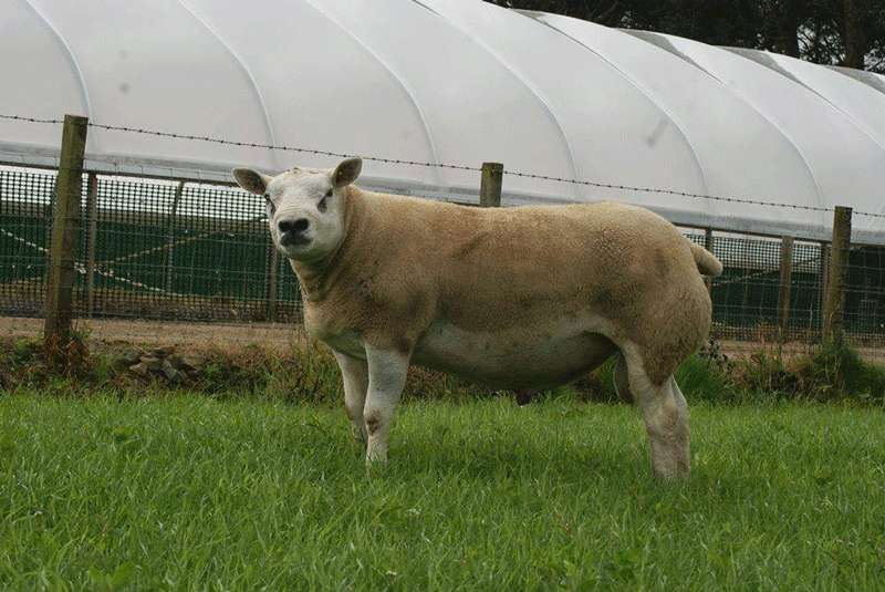 TEXEL     Granite Untouchable - Index 501 (UK top 1% is 395) Go to stock rams in Texel page to see more