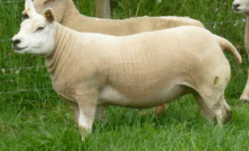 A typical Texel Shearling ewe at Logie Durno.