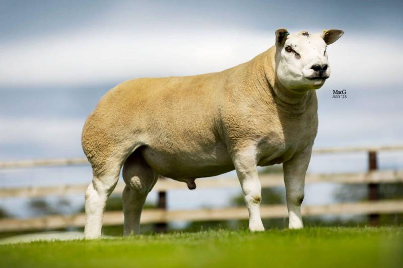 Record price ram £4800