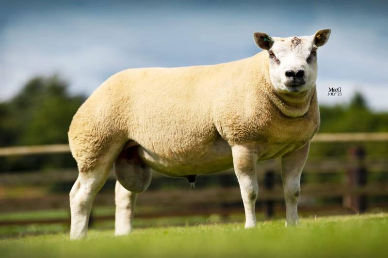 Champion of cross bred show £2400