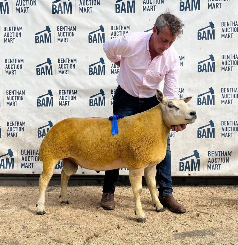 Reserve with a Durno Beltex