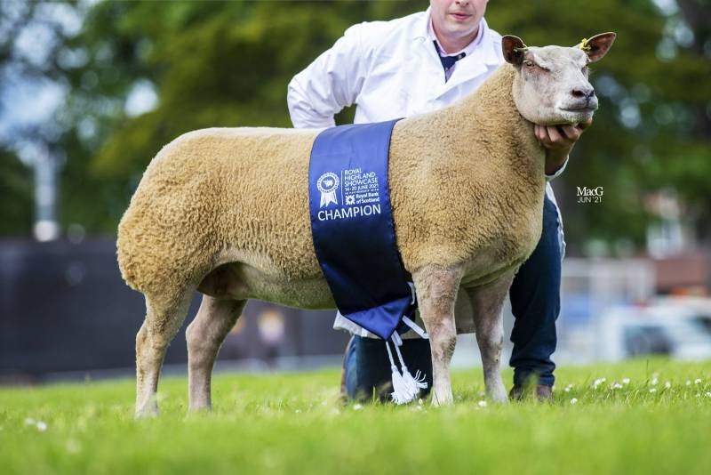 Charollais and Interbreed Champion