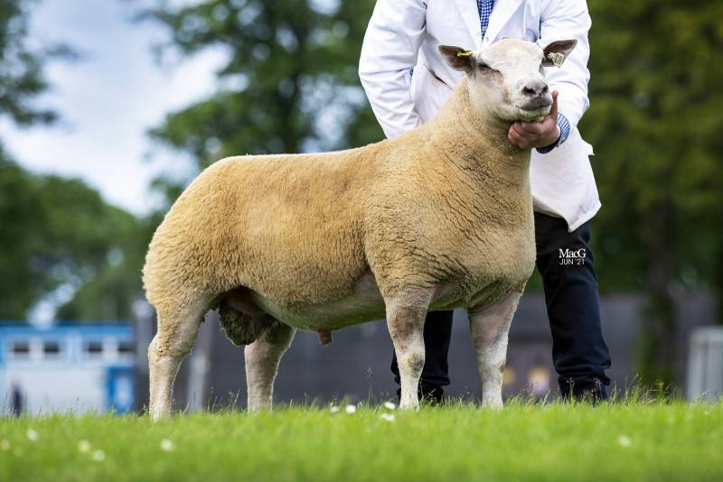 Charollais Interbreed Pair Foxhill Va Va Voom