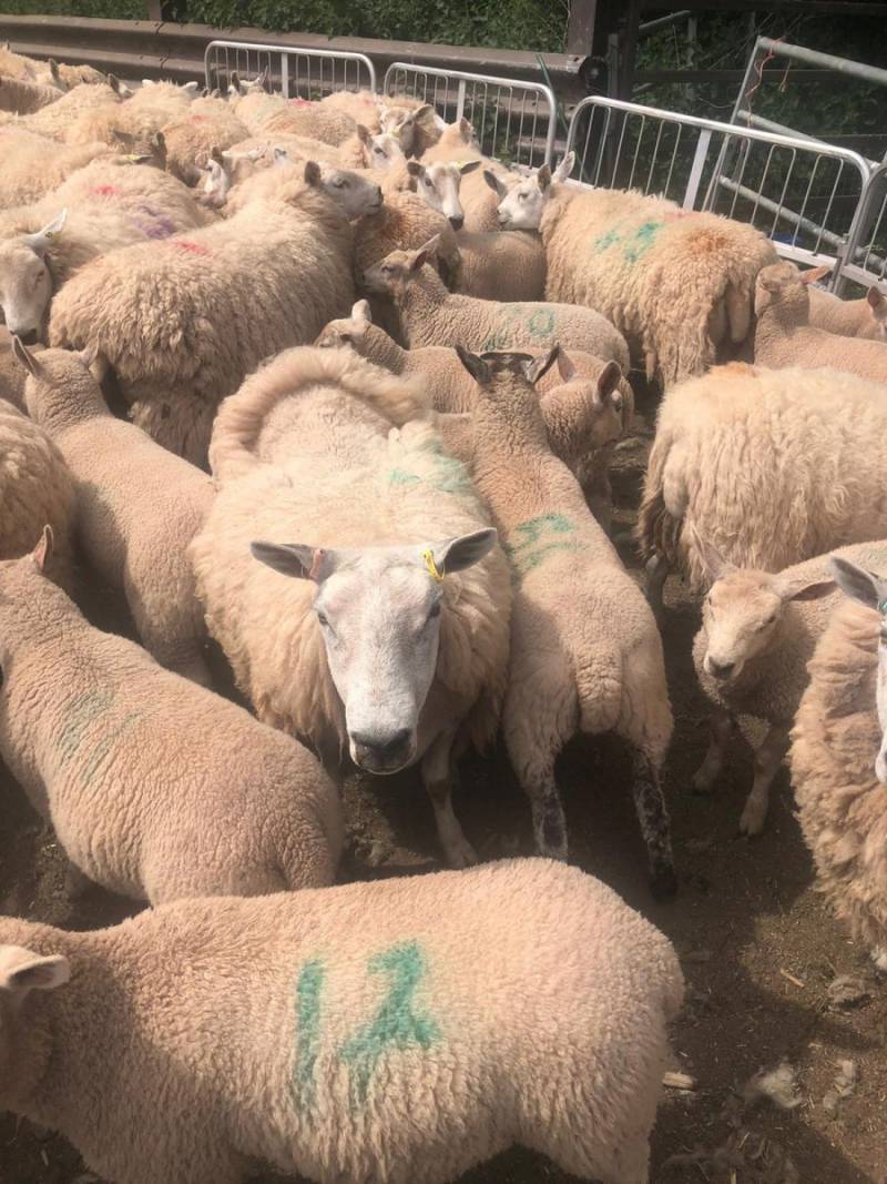 Cheviot x Fronteira Shearling ewes with Durno or homebred tups lambs
