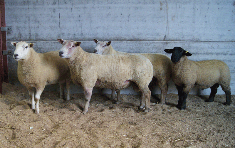 The four rams that travelled to Germany