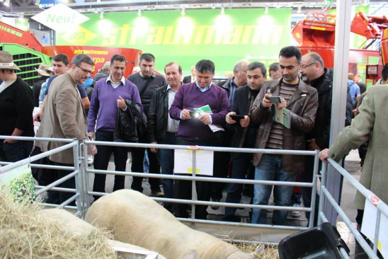 Packed crowd of farmers looking at the LD shearling rams