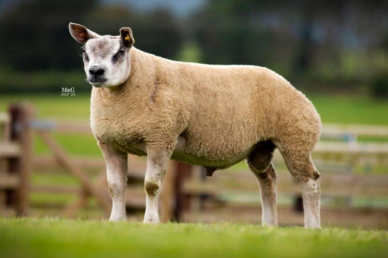 Logie Durno Jack Daniels at home before he left for the sale