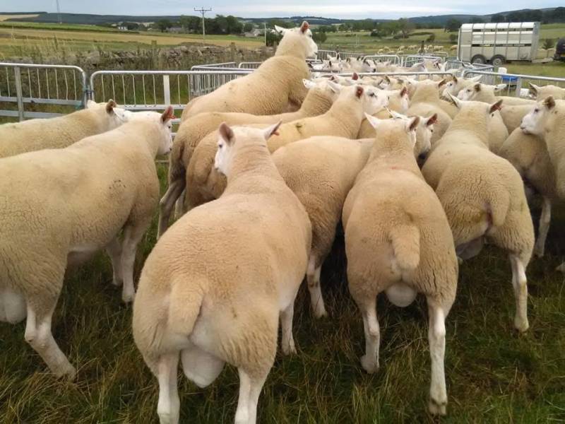 Logie Rams available in UK and Europe. Free UK delivery