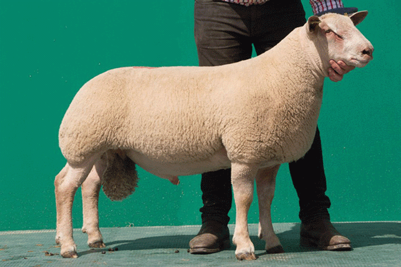 5500gns Logie Durno Perfection - Top price ram lamb and son of Logie Durno Officer