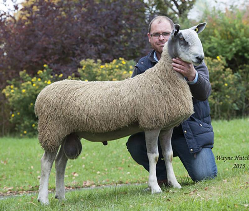 Blue Faced Leicester       Piel View H1 - H1 stood male champion at the premier sale and we purchased him for 2600gns. He has a very smart head with loads of style and character.