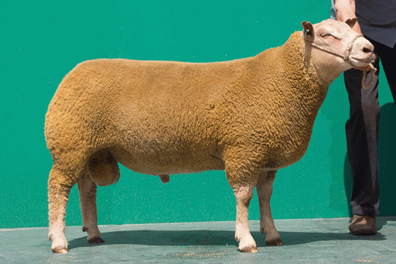 New stock sire - Rhaeadr Orlando purchased for 5000gns
