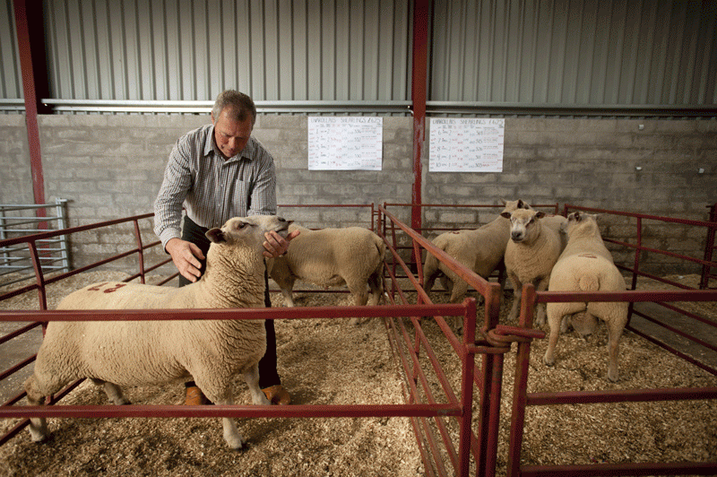 Rams on offer on-farm with no concentrates or dressing