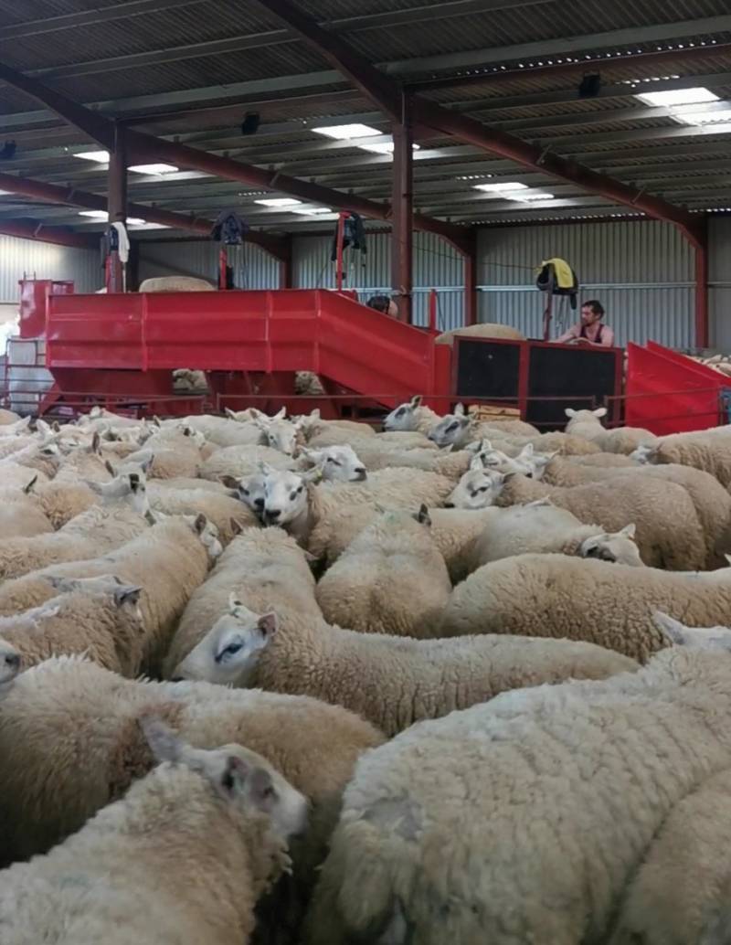 Four man trailer putting 2000 sheep through in two days