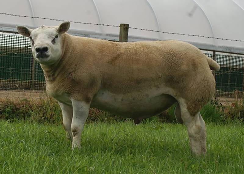 TEXEL     Granite Untouchable - Index 524 (UK top 1% is 395) Untouchable is a massive ram with length and musularity. His performance figures are tremendous due to progeny out performing other sires consistently.
