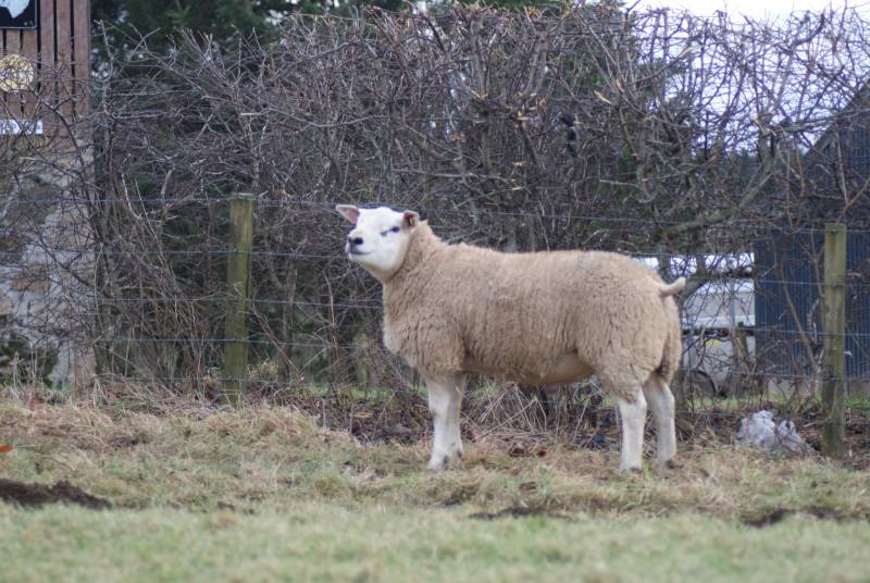 TEXEL      Elmscleugh Almighty - Index 360 ( Top 5% UK) New stock sire for 2018. Purchased for his diferent genetics and overall sturdiness and fleshing. 
